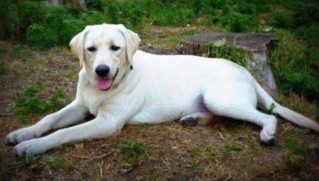 White Labrador: description, content and list of nicknames