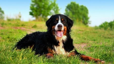 Bernese Shepherd Dog: breed description and cultivation
