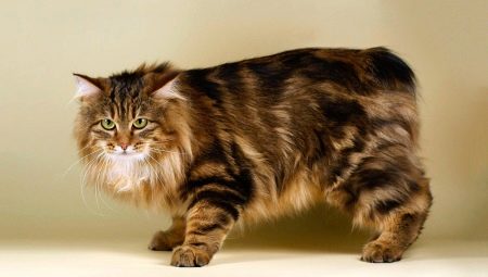 Tailless cats: popular breeds and rules for their keeping