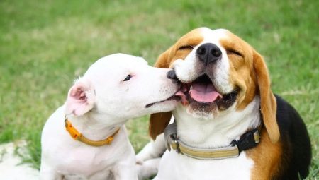 Beagle and Jack Russell Terrier: Breed Comparison