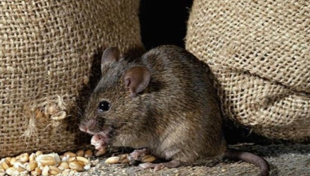 Fear of mice: a description of the disease and how to get rid of