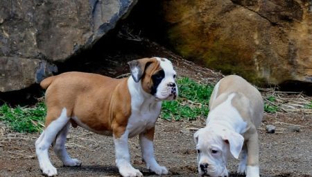 Brazilian Bulldog: Everything You Need to Know About Dog Breed