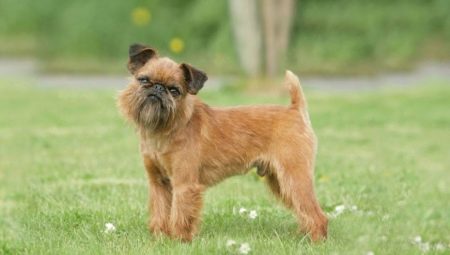 Griffon de Bruxelles : caractéristiques des chiens et élevage