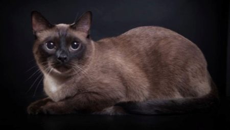 Burmese cats: breed description, variety of colors and maintenance rules