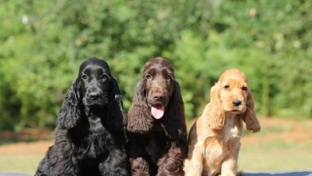 美國可卡犬與英國可卡犬有何不同?