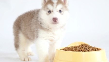 Comment et comment nourrir les chiots husky ?