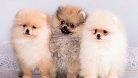 What is the difference between German and Pomeranian Spitz?