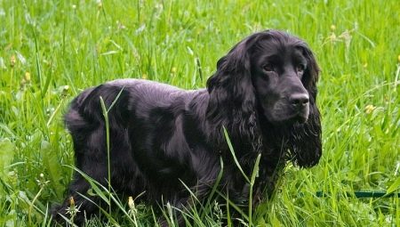 Black spaniels: description, care and list of nicknames