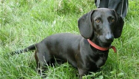 黑色臘腸犬:性格、飼養和繁殖規則