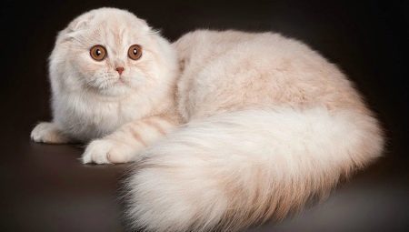 Long-haired Scottish cats: varieties and features of the content
