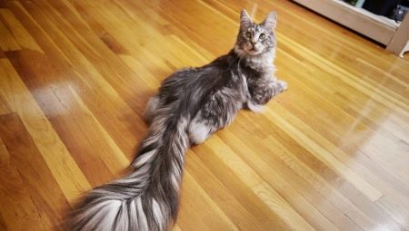 What is a cat's tail for?