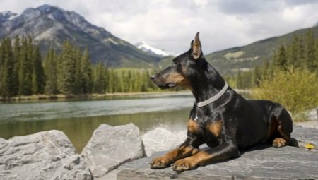 Doberman Pinscher: characteristics of the breed and the subtleties of the content