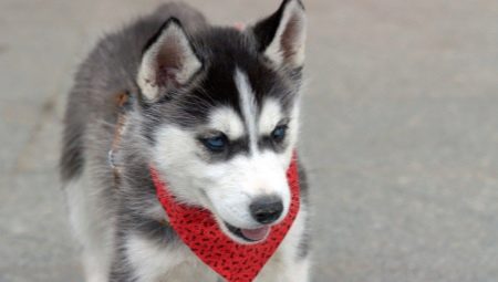 Husky training and education at home