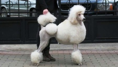 Poodle training at home