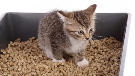 Wood litter for cat litter: how to choose and use it correctly?