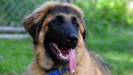 Estrel Shepherd Dog: breed description and cultivation