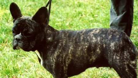 Brindle French Bulldog: what does it look like and how to care for it?