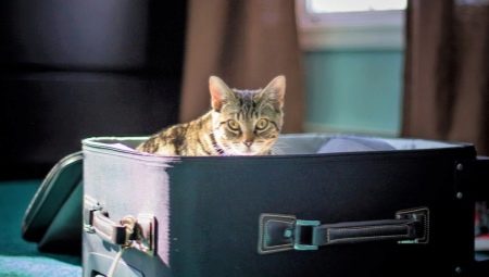 Where can I leave my cat on vacation?
