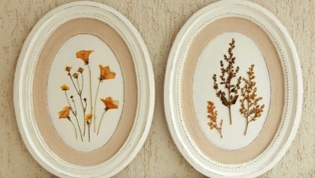 Herbarium: types, features of collecting plants and design options