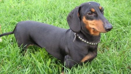Smooth-haired dachshunds: breed characteristics and recommendations for keeping