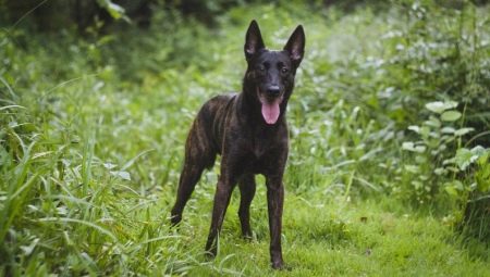 Dutch Shepherd: breed description and content