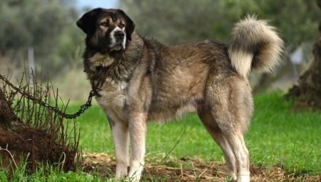Greek shepherd dogs: description of the breed and conditions of keeping dogs