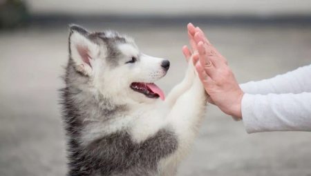 Characteristics and features of keeping husky puppies 2 months old