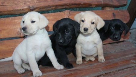 Characteristics and care of labrador puppies 1 month old