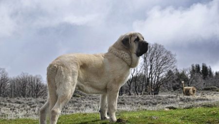 Spanish Mastiff: what kind of dog is it and how to properly care for it?