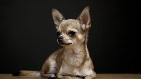 Histoire de la race Chihuahua
