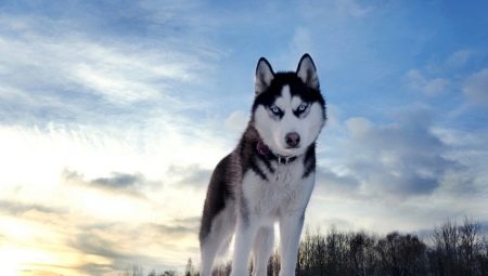 The history of the origin of the husky breed