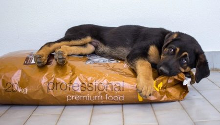 How and what to feed the shepherd dogs?