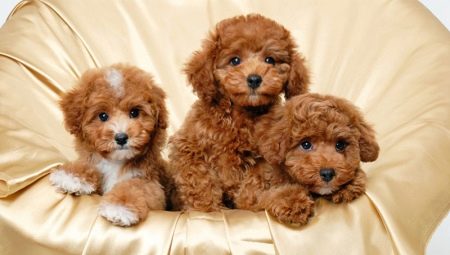 How and what to feed a toy poodle?