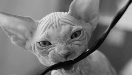 How to stop a cat from chewing on wires?