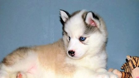 Comment appeler une fille husky ?
