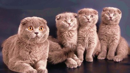 Comment nommer un chat et un chat Scottish Fold ?