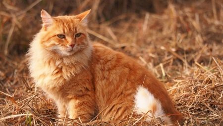 Comment appeler un chat et un chat roux ?