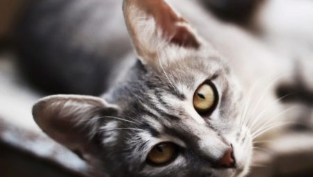 What to name a cat or cat?