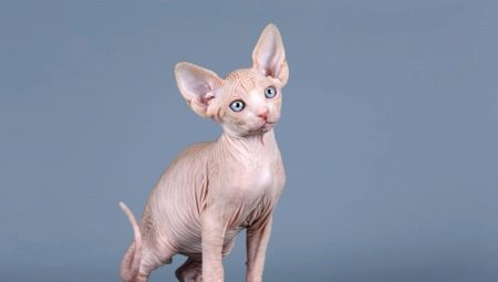 Comment nommer un chat Sphynx ?