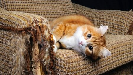 How to stop a cat from tearing furniture and wallpaper?