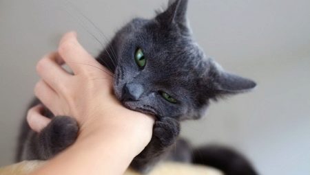 How to wean a cat from biting?