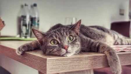 How to wean a cat from climbing tables?