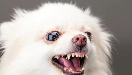 How to wean a spitz from barking at home?