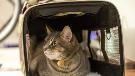 How to transport a cat on an airplane?