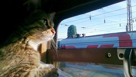How to transport cats on the train?