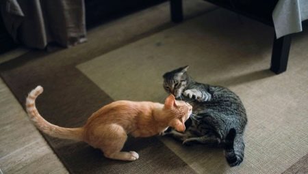 How to make friends between cats in an apartment?