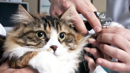 How to trim the claws of a cat and a cat?