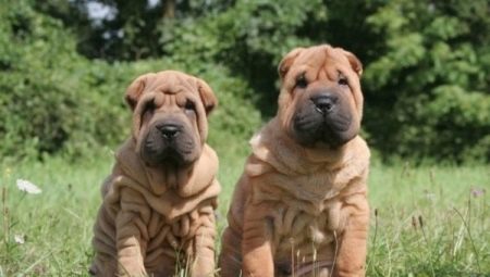 Comment bien élever un Shar Pei ?