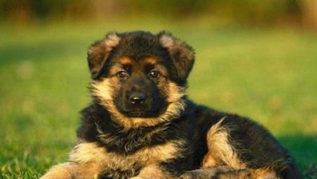How to choose the right German Shepherd puppy?