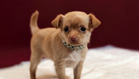 How to teach a Chihuahua to diaper and tray?